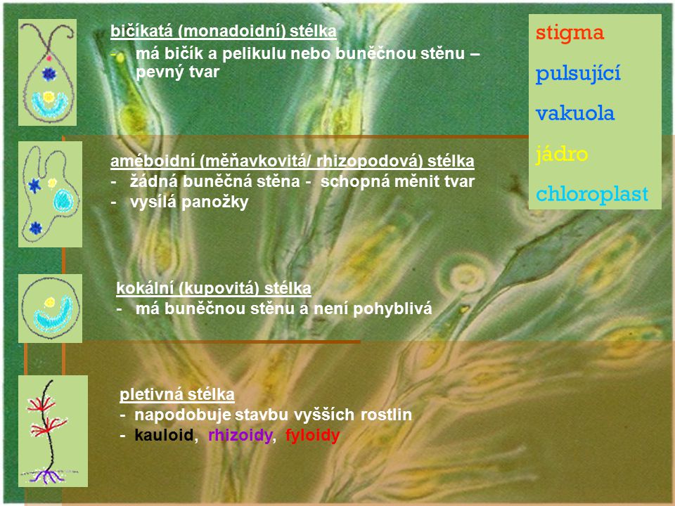 stigma pulsující vakuola jádro chloroplast