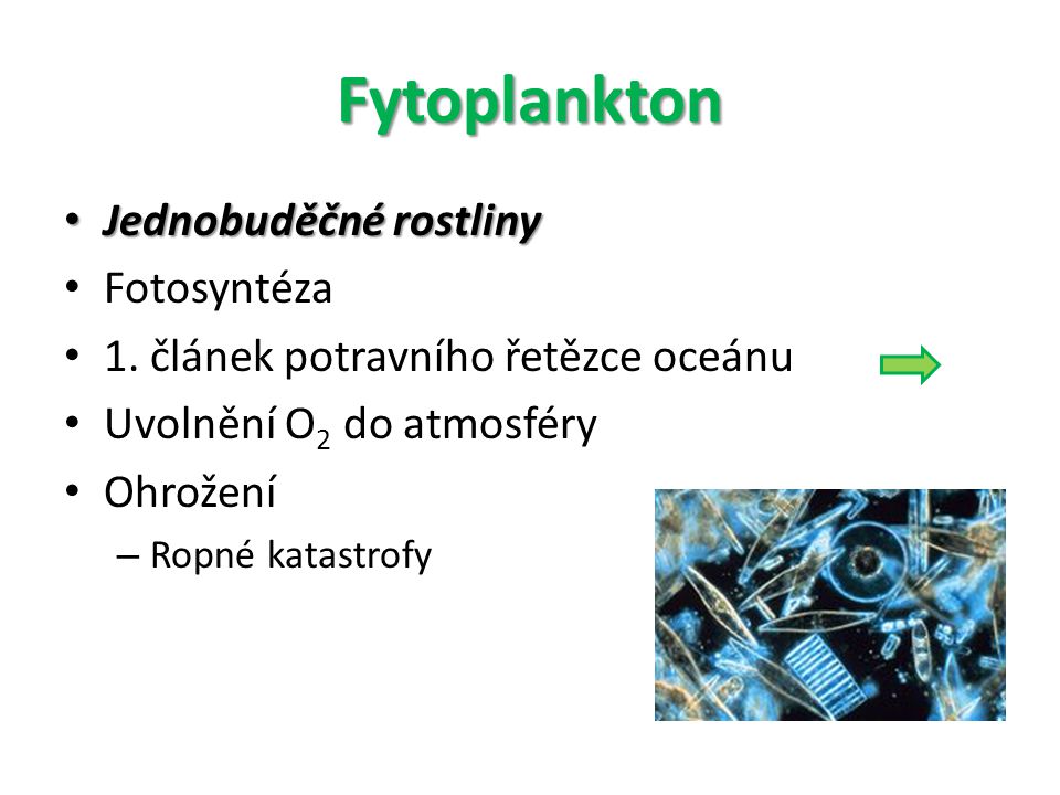 Fytoplankton Jednobuděčné rostliny Fotosyntéza