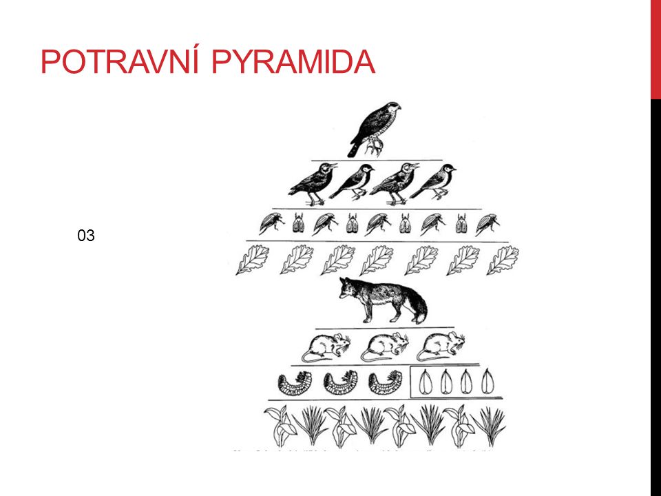 Potravní pyramida 03
