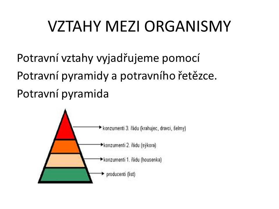 VZTAHY MEZI ORGANISMY Potravní vztahy vyjadřujeme pomocí Potravní pyramidy a potravního řetězce.