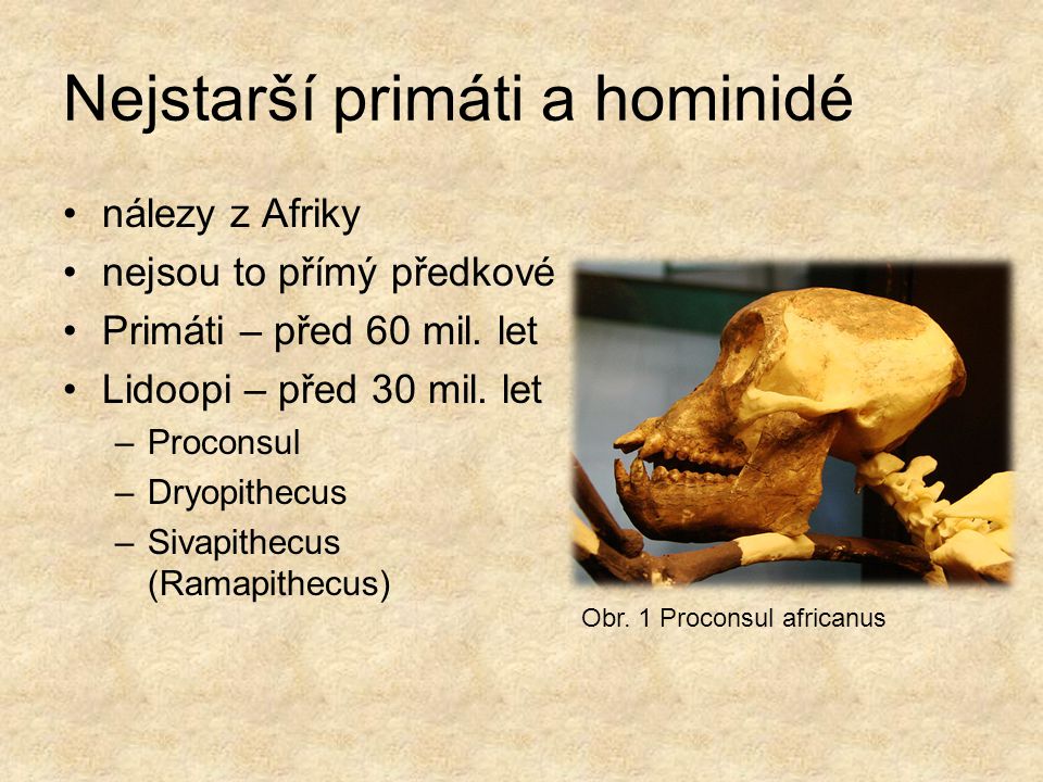 Nejstarší primáti a hominidé