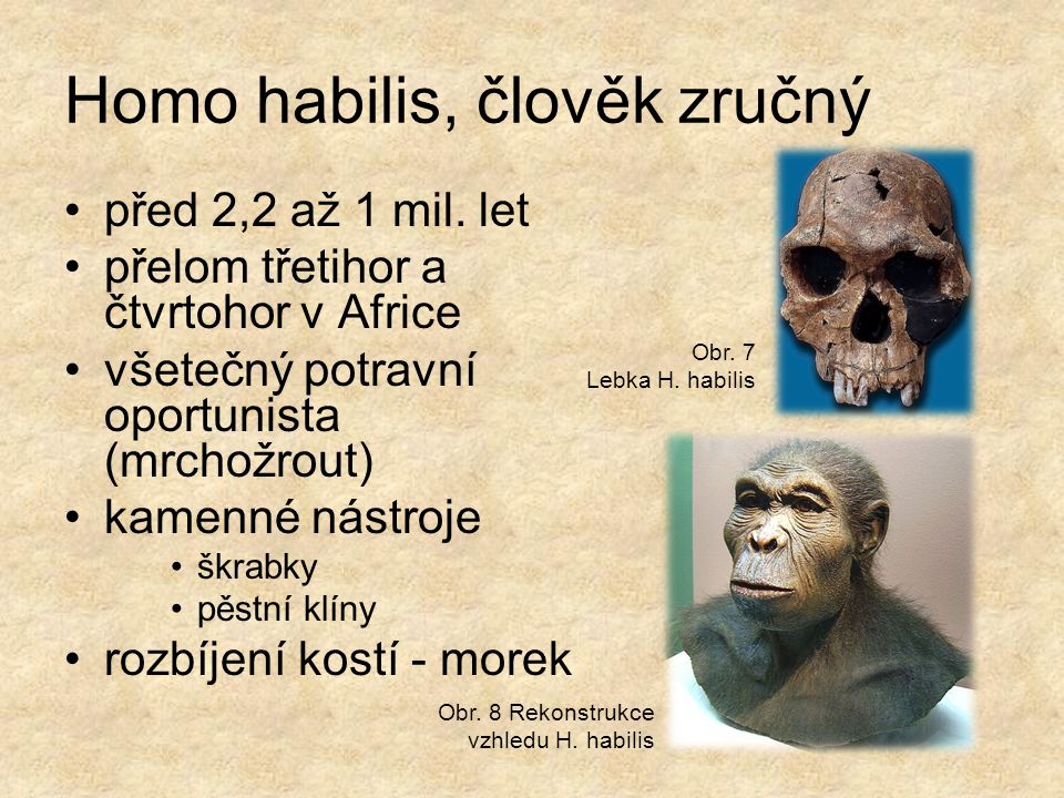 Homo habilis, člověk zručný