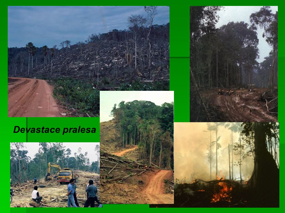 Devastace pralesa