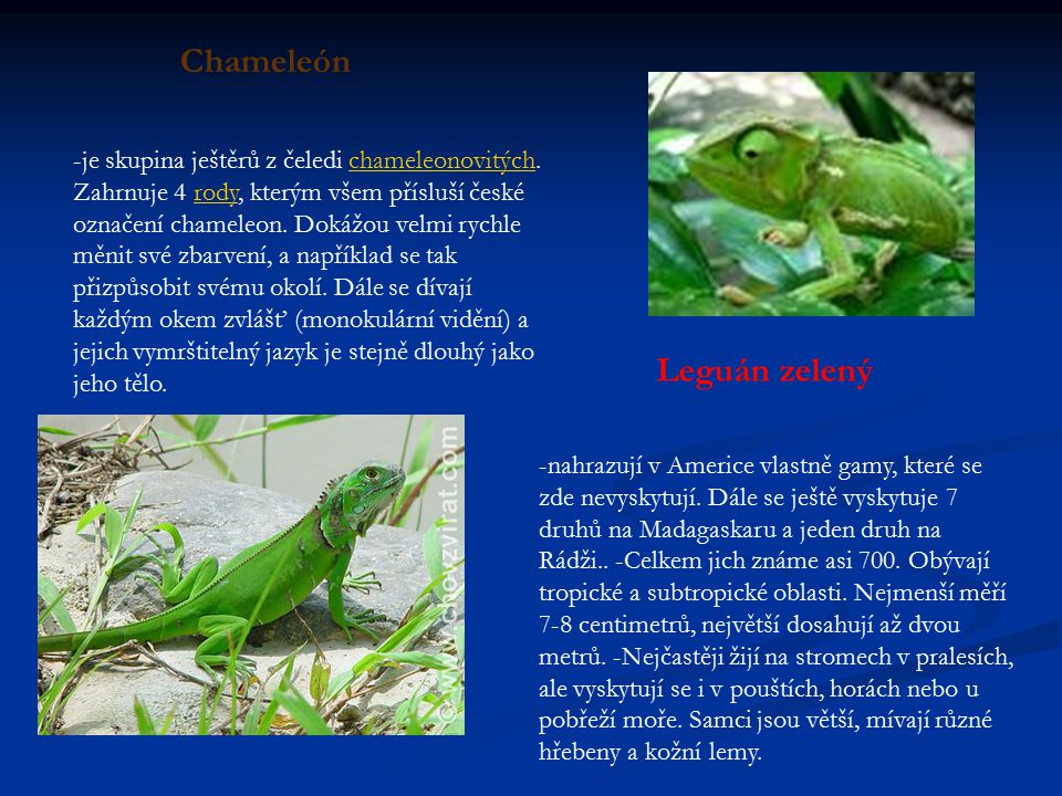 Chameleón Leguán zelený