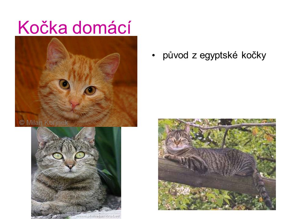 Kočka domácí původ z egyptské kočky