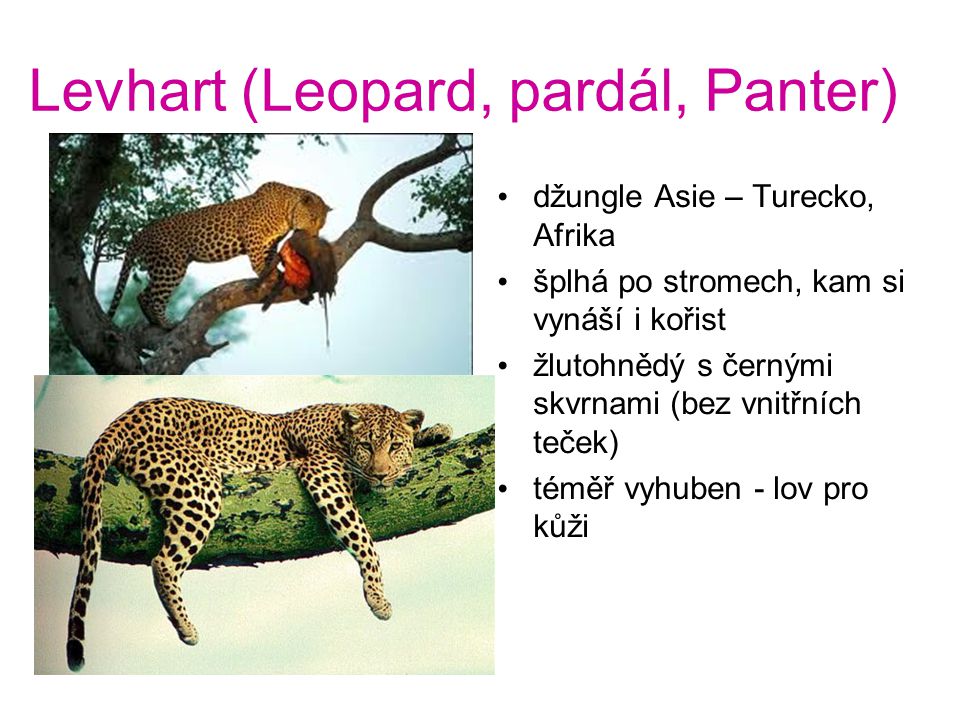 Levhart (Leopard, pardál, Panter)