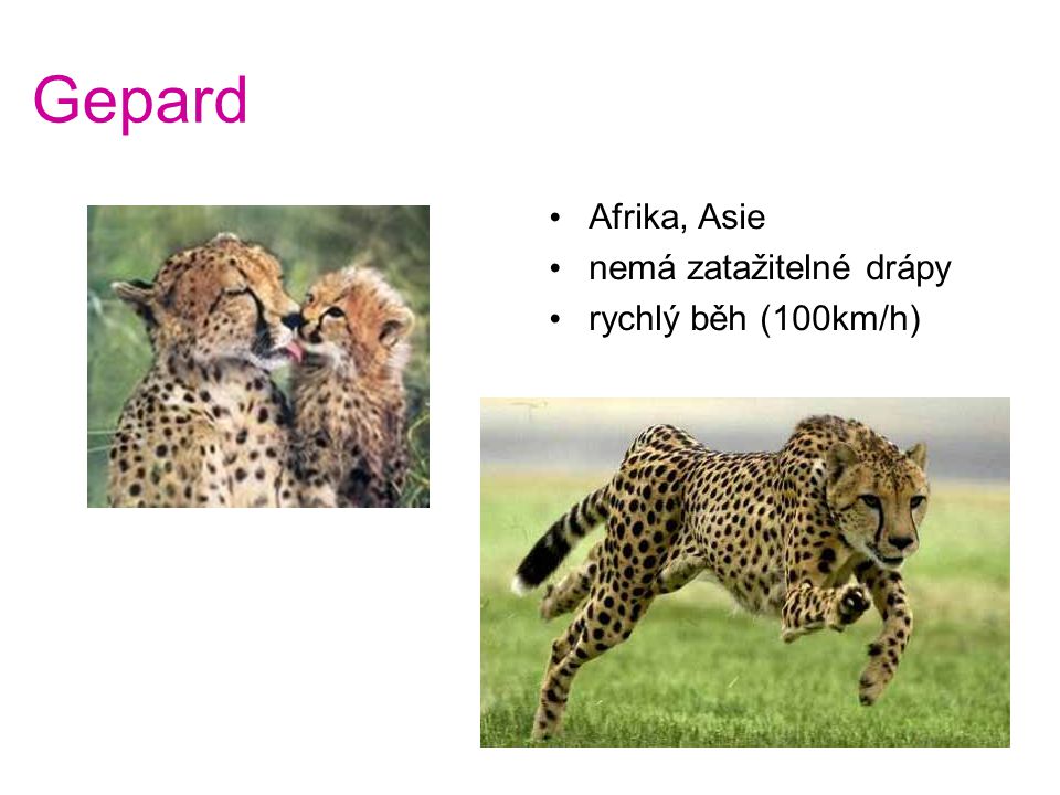 Gepard Afrika, Asie nemá zatažitelné drápy rychlý běh (100km/h)