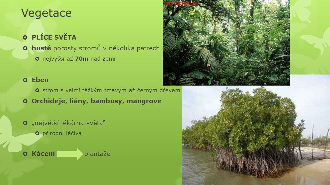 Vegetace PLÍCE SVĚTA husté porosty stromů v několika patrech Eben
