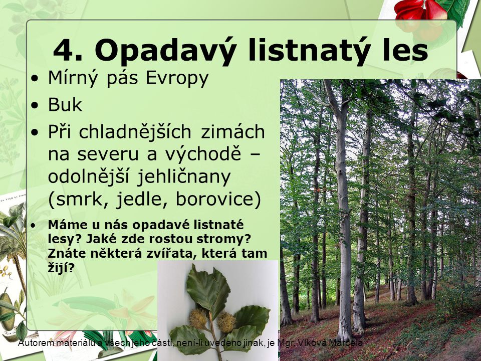 4. Opadavý listnatý les Mírný pás Evropy Buk