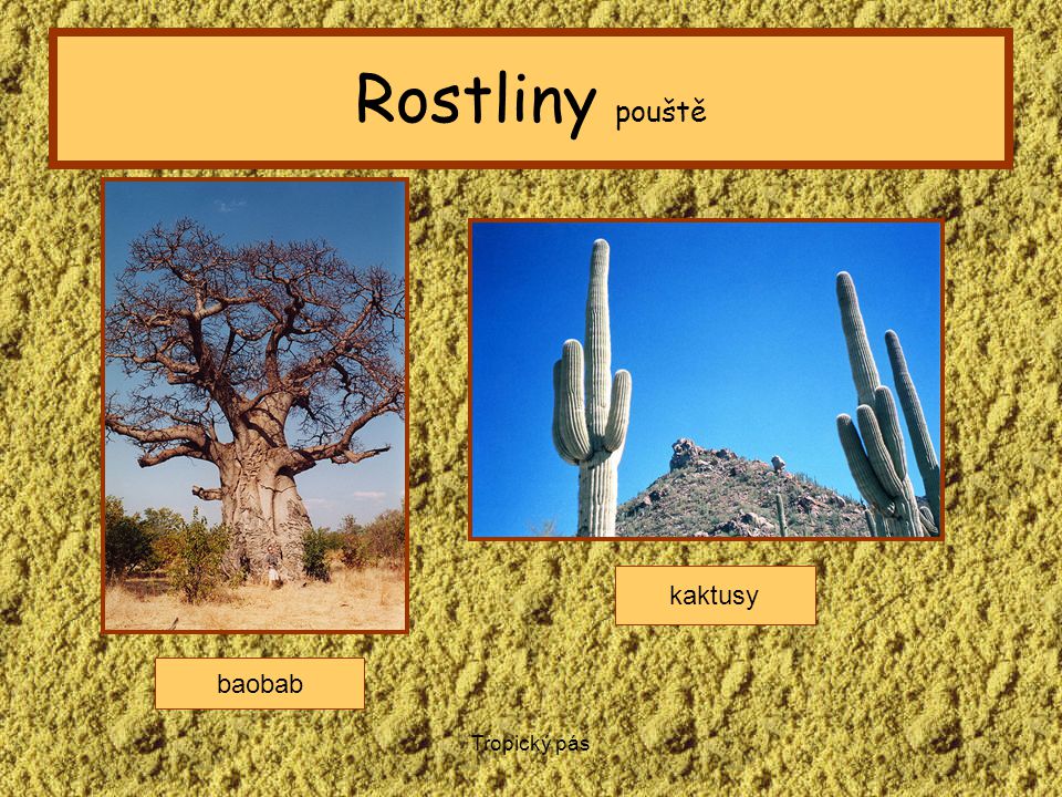 Rostliny pouště kaktusy baobab Tropický pás
