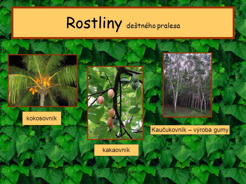 Rostliny deštného pralesa