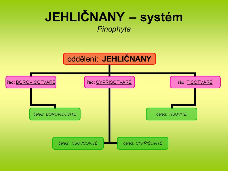 JEHLIČNANY – systém Pinophyta