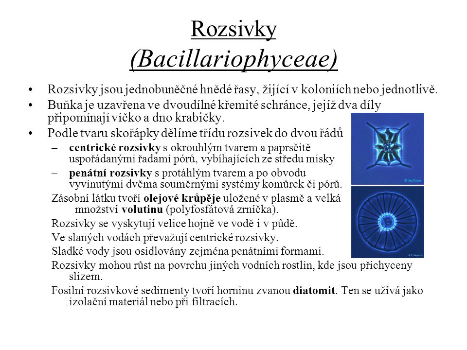 Rozsivky (Bacillariophyceae)