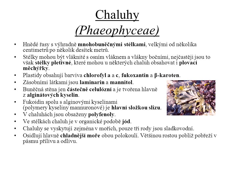 Chaluhy (Phaeophyceae)
