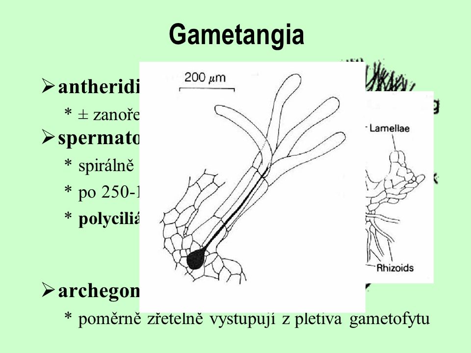 Gametangia antheridia spermatozoidy archegonia ± zanořená