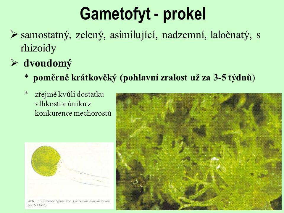 Gametofyt - prokel samostatný, zelený, asimilující, nadzemní, laločnatý, s rhizoidy. dvoudomý.