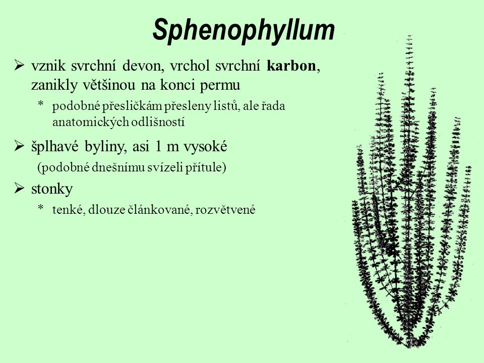 Sphenophyllum vznik svrchní devon, vrchol svrchní karbon, zanikly většinou na konci permu.