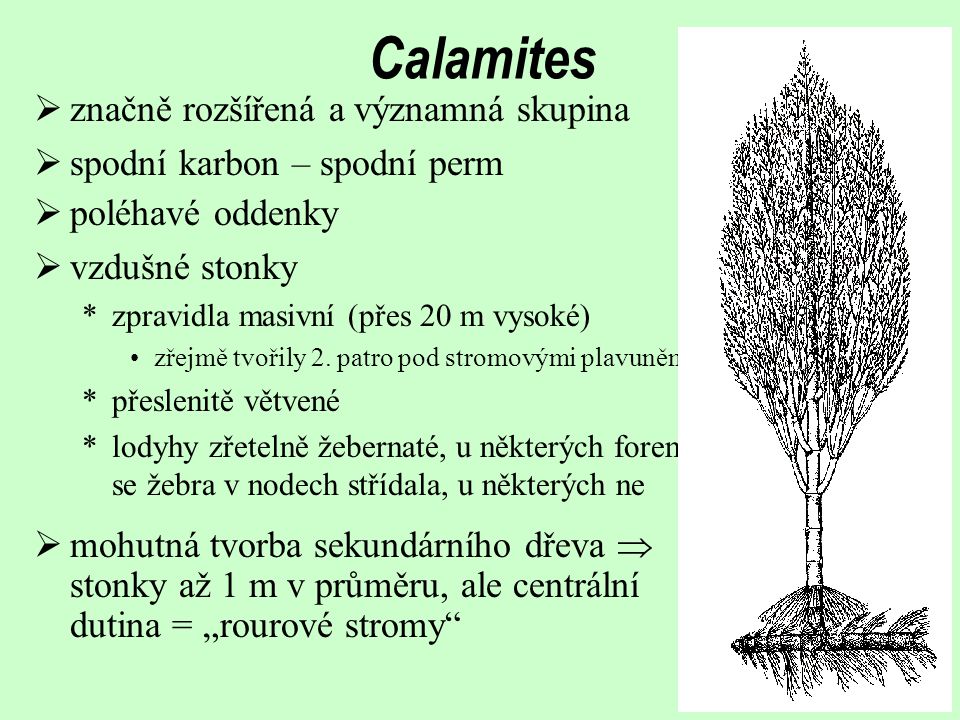 Calamites značně rozšířená a významná skupina