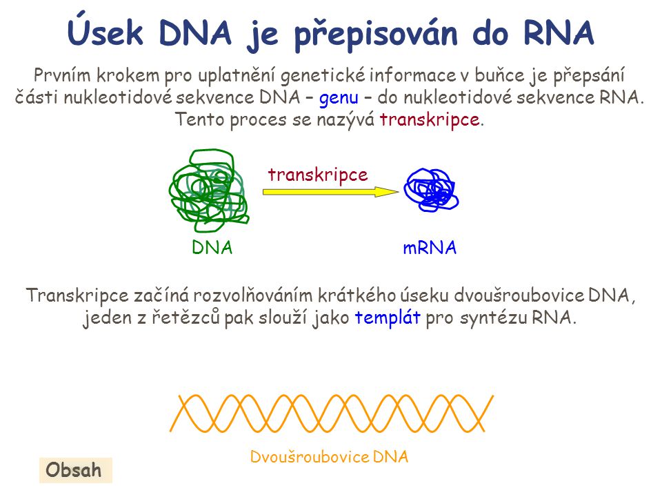 Úsek DNA je přepisován do RNA