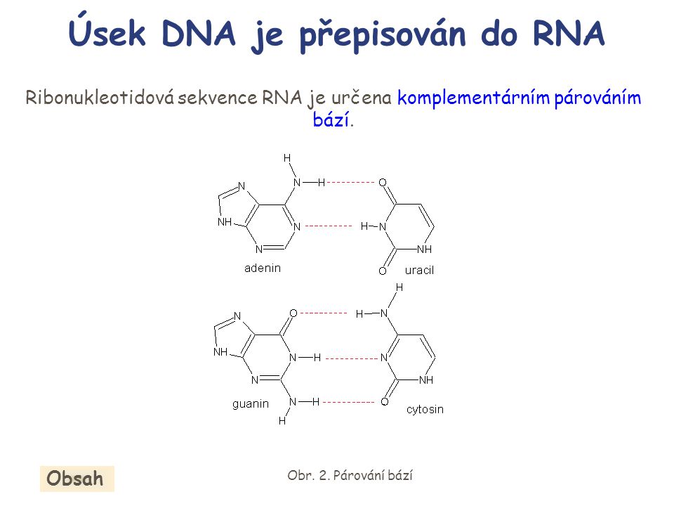 Úsek DNA je přepisován do RNA