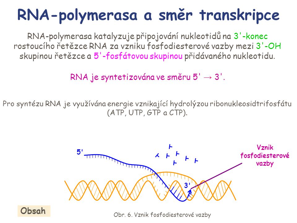 RNA-polymerasa a směr transkripce