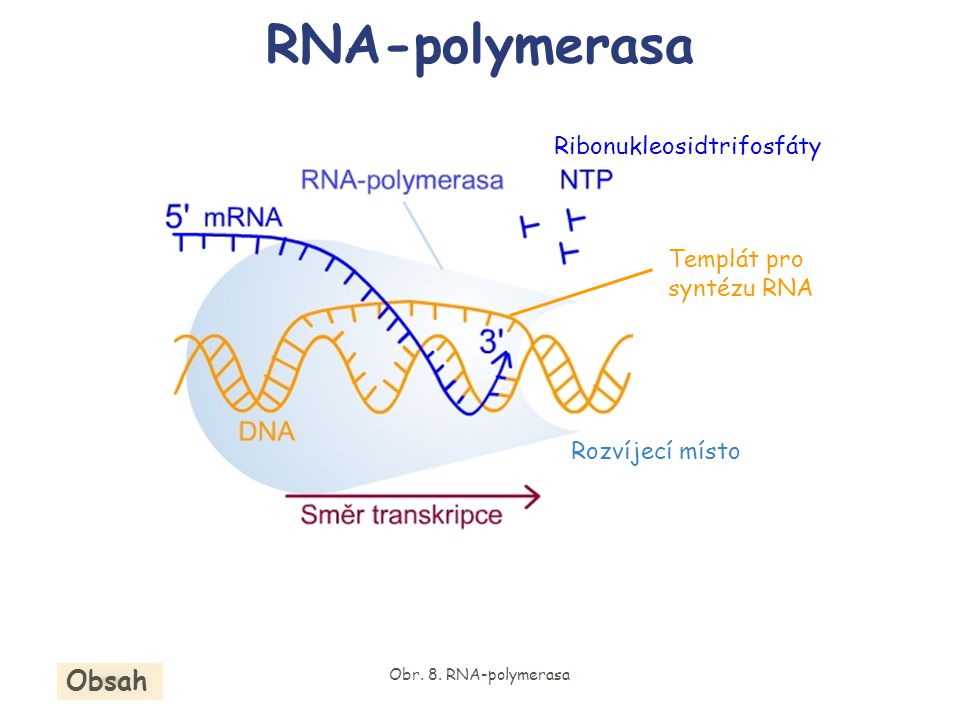 RNA-polymerasa Obsah Ribonukleosidtrifosfáty Templát pro syntézu RNA