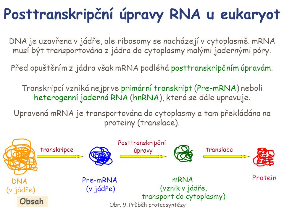 Posttranskripční úpravy RNA u eukaryot