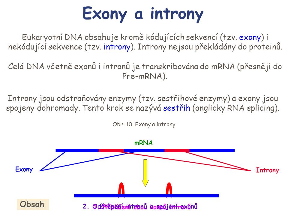 Exony a introny