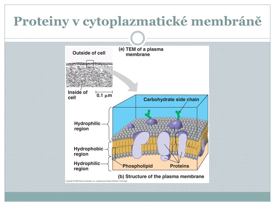 Proteiny v cytoplazmatické membráně