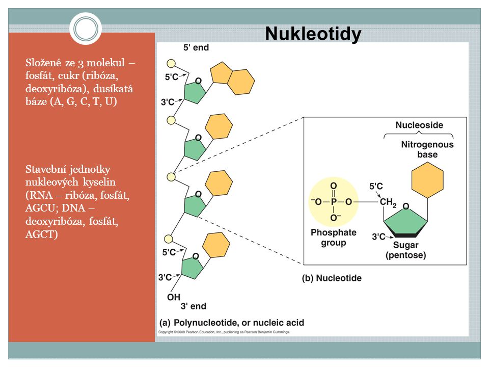 Nukleotidy Nukleotidy