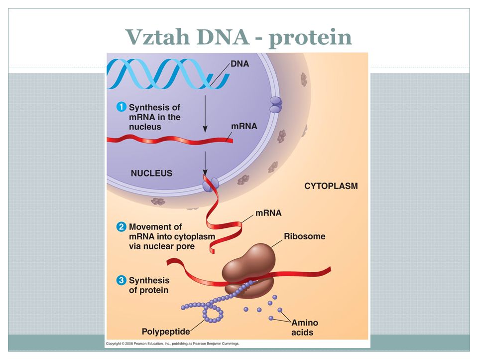 Vztah DNA - protein