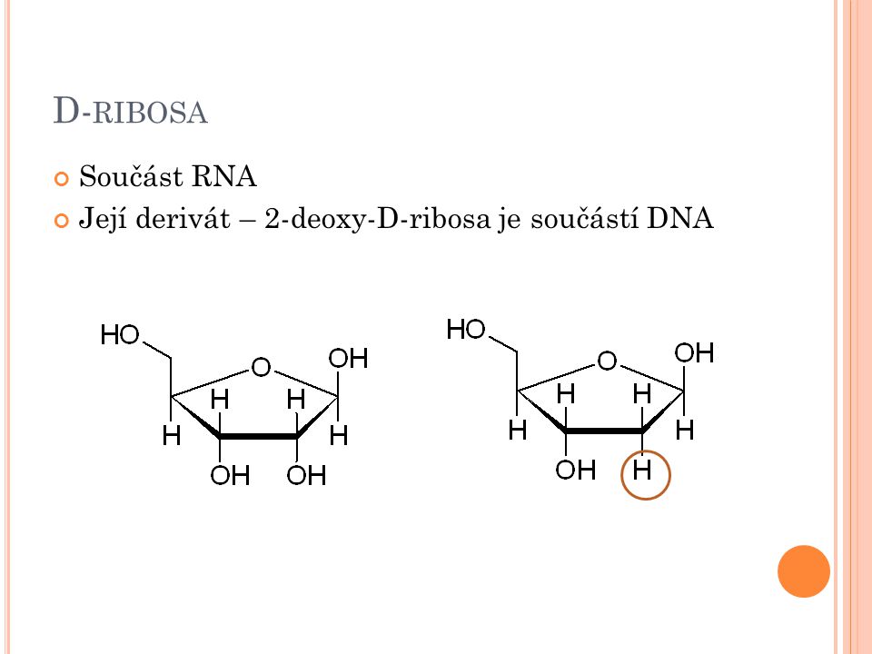 D-ribosa Součást RNA Její derivát – 2-deoxy-D-ribosa je součástí DNA