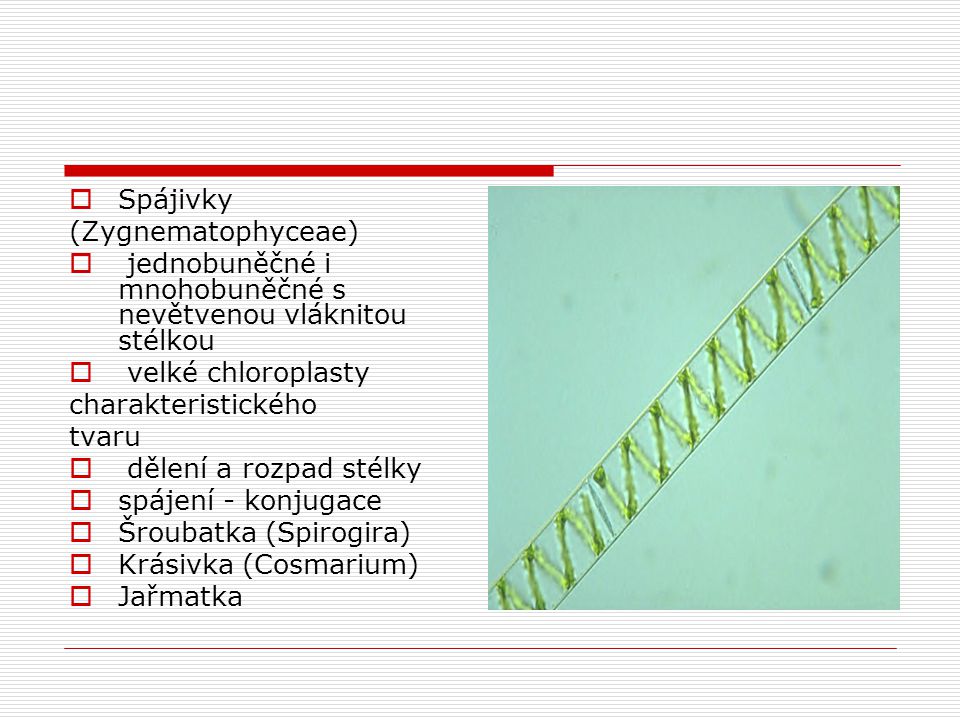 Spájivky (Zygnematophyceae) jednobuněčné i mnohobuněčné s nevětvenou vláknitou stélkou. velké chloroplasty.