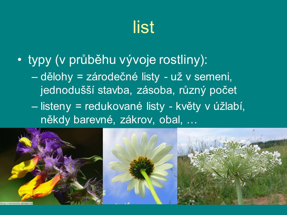 list typy (v průběhu vývoje rostliny):