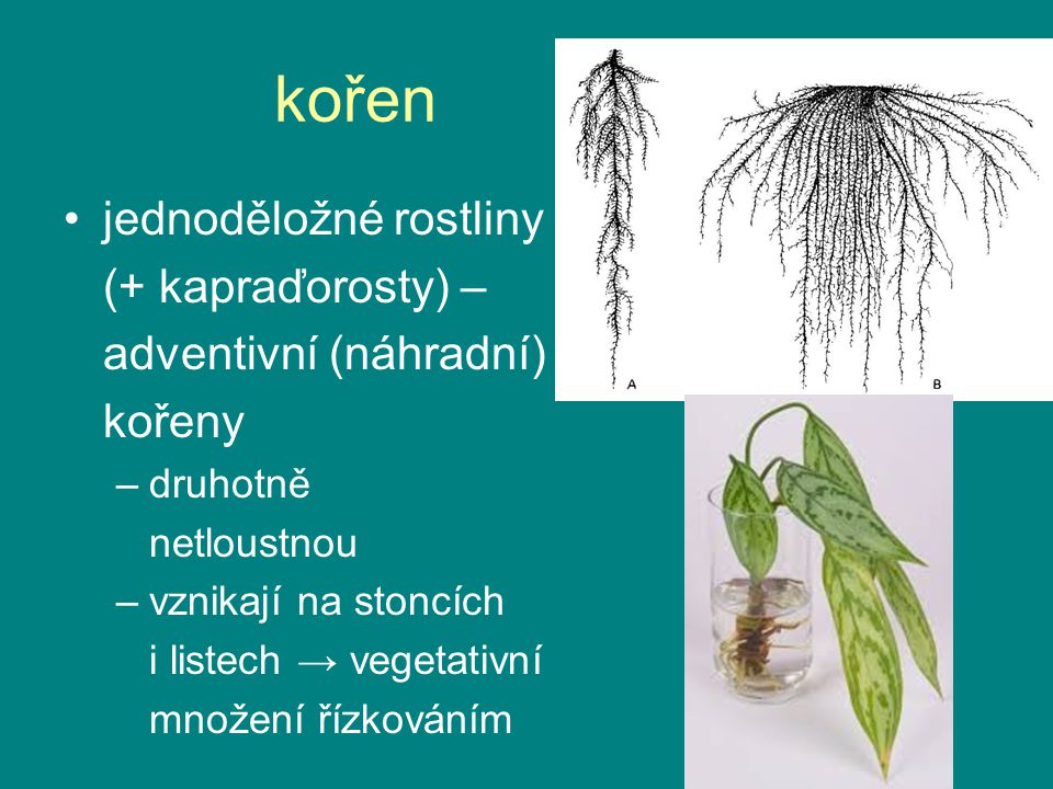 kořen jednoděložné rostliny (+ kapraďorosty) – adventivní (náhradní)