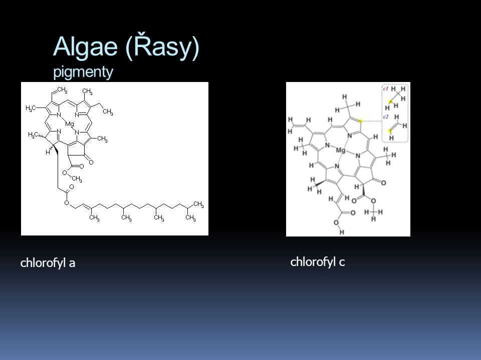 Algae (Řasy) pigmenty chlorofyl a chlorofyl c