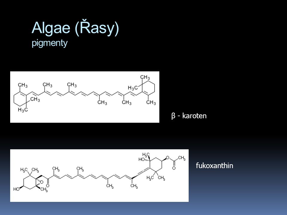 Algae (Řasy) pigmenty β - karoten fukoxanthin