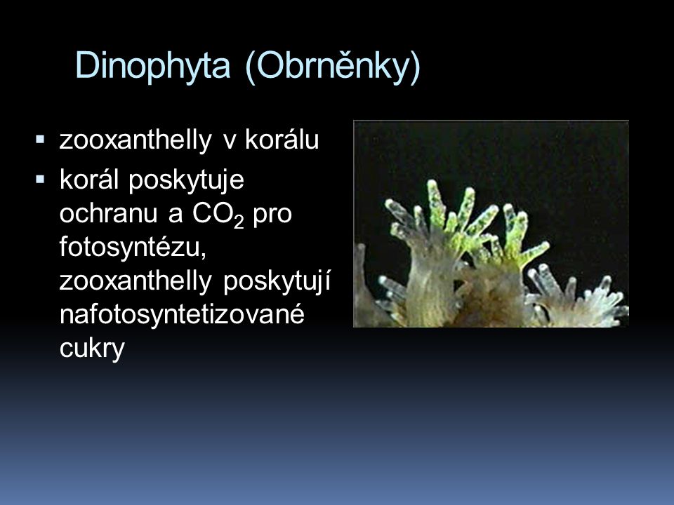 Dinophyta (Obrněnky) zooxanthelly v korálu