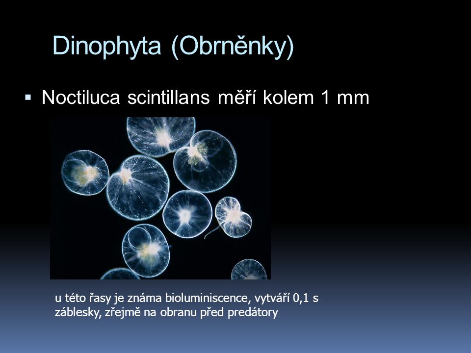 Dinophyta (Obrněnky) Noctiluca scintillans měří kolem 1 mm
