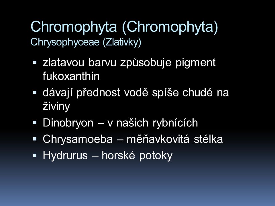Chromophyta (Chromophyta) Chrysophyceae (Zlativky)