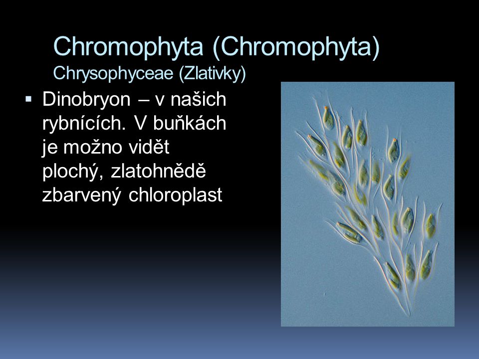 Chromophyta (Chromophyta) Chrysophyceae (Zlativky)