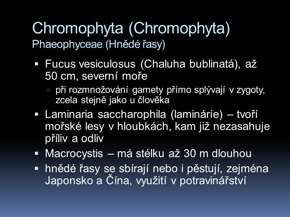 Chromophyta (Chromophyta) Phaeophyceae (Hnědé řasy)
