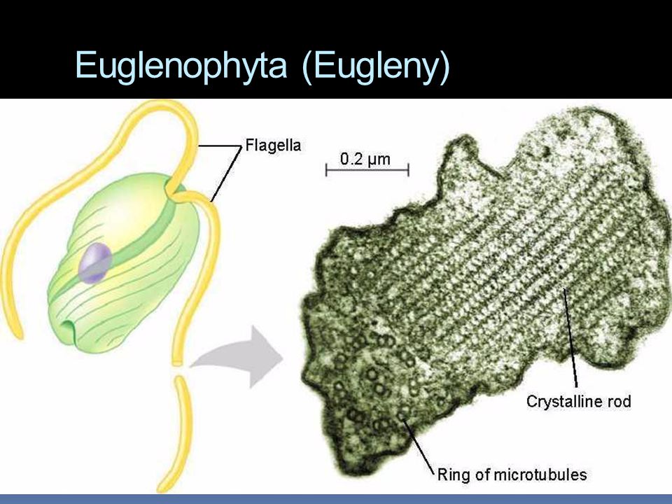Euglenophyta (Eugleny)
