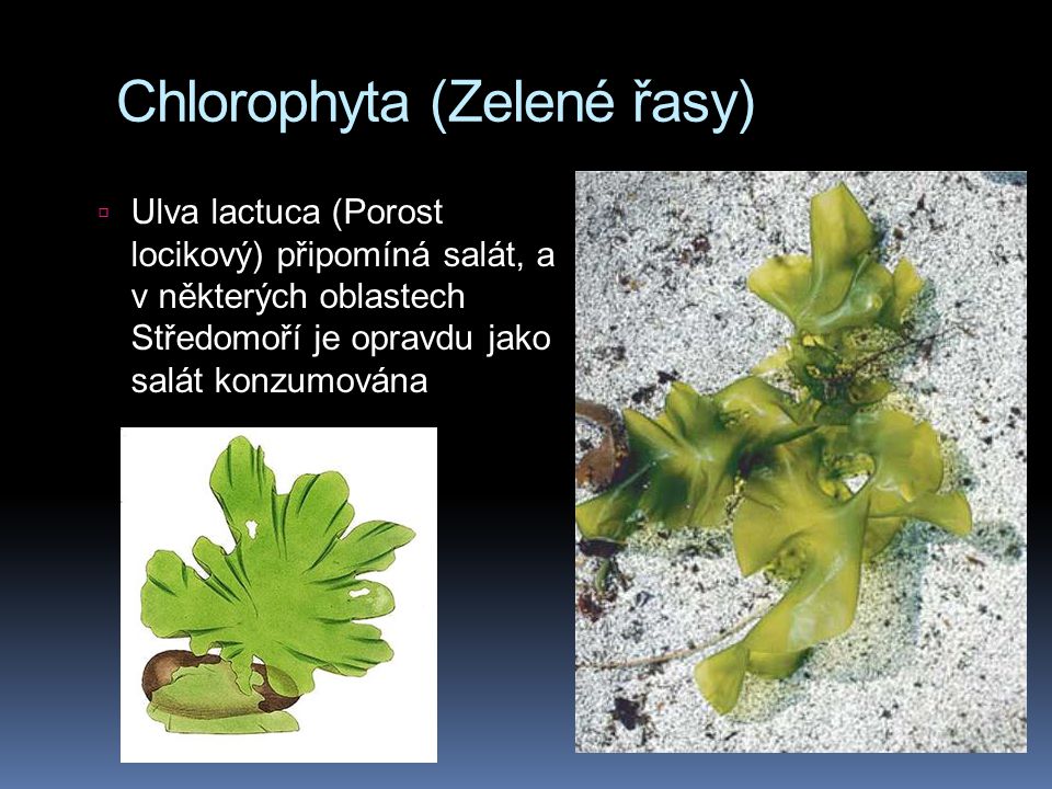 Chlorophyta (Zelené řasy)