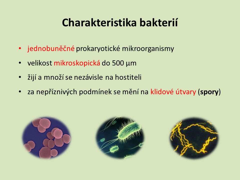 Charakteristika bakterií