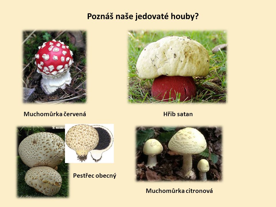 Poznáš naše jedovaté houby