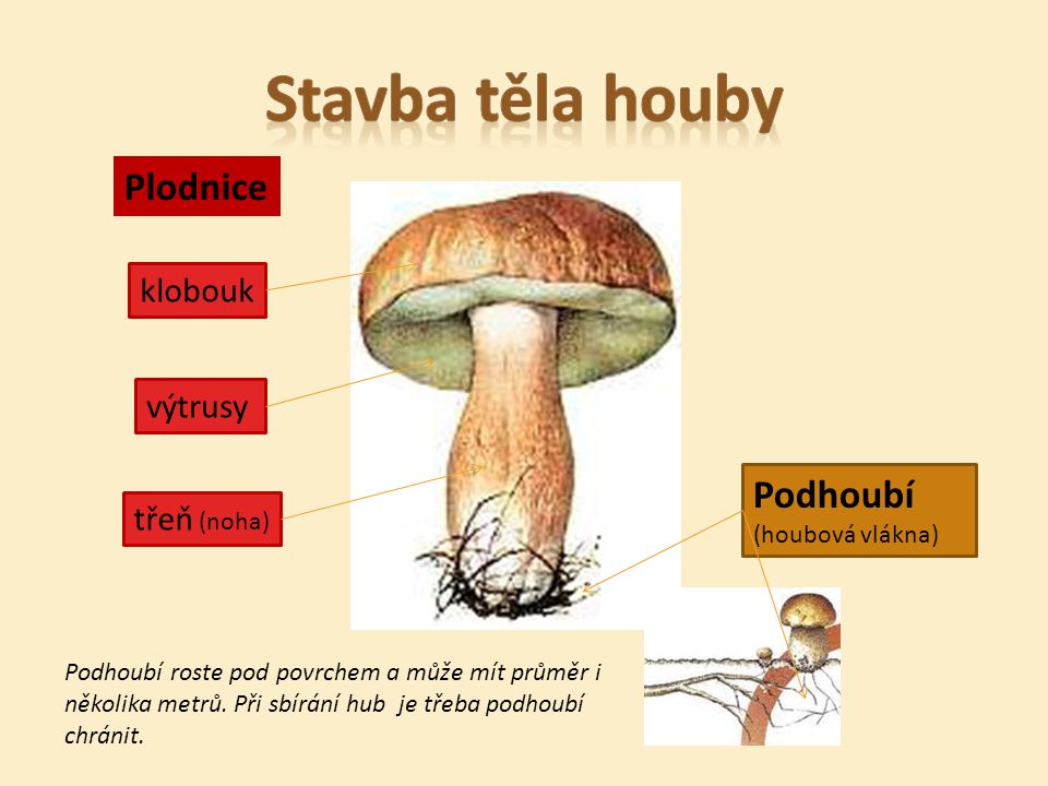 Stavba těla houby Plodnice Podhoubí (houbová vlákna) klobouk výtrusy