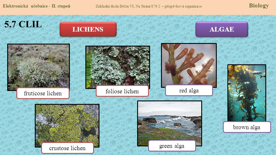 5.7 CLIL LICHENS ALGAE foliose lichen red alga fruticose lichen