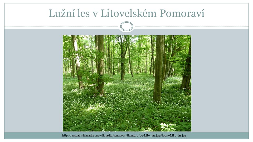 Lužní les v Litovelském Pomoraví