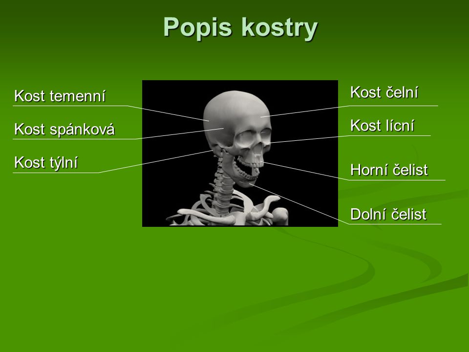 Popis kostry Kost čelní Kost temenní Kost lícní Kost spánková